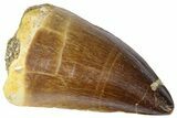 Fossil Mosasaur (Thalassotitan) Tooth - Morocco #364168-1